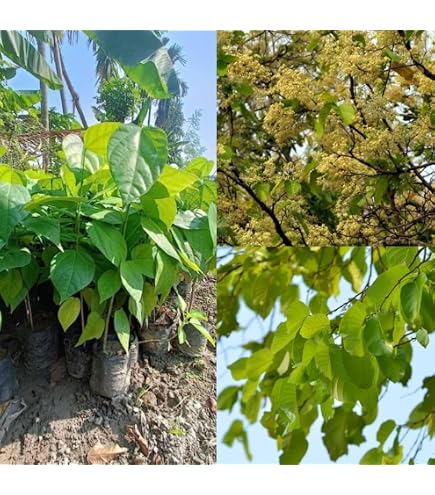 Sal tree, Shorea robusta - Plant : Amazon.in: Garden & Outdoors