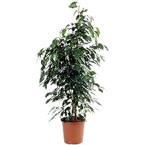 Vaso da fiori Chamaedorea Elegans 9