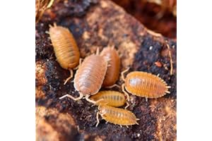 Live Giant Orange Isopods (15 +2 mixed size). LETTERBOX DELIVERY.Starter colony for insect enthusiasts/efficient clean up crew for bio active enclosures. Roly-polies, woodlice, pillbugs.