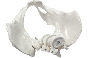 CRANSTEIN SCIENTIFIC Cranstein E-329 - Scheletro per bacino, femminile