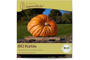 Samenliebe BIO Riesen-Kürbis Samen Riesenkürbis Atlantic Giant 10 Samen samenfestes Gemüse Saatgut für Gewächshaus und Freiland BIO Gemüsesamen