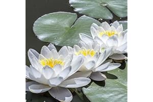 KVHSVB Bulbos de nenúfar, plantas en macetas, plantas de balcón, fragancia violeta, floración todo el año, purificación del agua-30bulbos-A