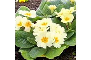 Carbeth Plants Primrose Primula Flowering Bedding Plants - Hardy Low Maintenance Perennials - Garden Ready Shrubs for Beds, Borders and Patio Pots (Everlast Yellow, 1 Tray (6 Plants))