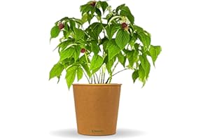 Bloomify® Red Organic Raspberry Plant "Hilda" | 40 to 60 cm Large Yielding Raspberry Shrub | Hardy and Easy-Care Raspberry for Garden or Pot | Especially Sweet, Delicious Fruits