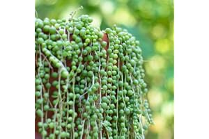 Carbeth Plants 1 x Senecio rowleyanus String of Pearls Plant in 9cm Pot - Trailing Succulent Indoor Plant with Bead Like Foliage - Low Maintenance Houseplant for Shelves or Hanging Displays