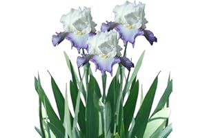 Saterkali Semillas de iris, 200 piezas/bolsa Semillas de iris Fácil de plantar Cultivos de fragancia de iris intenso Semillas de plantas de jardín para patio 6 Semillas de Iris Germánica