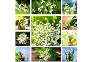 BRKENT Bulbo Di Mughetto Di Fiori Perenni Resistenti Tuberi Del Mughetto Ornamentali Decorazione Floreale Per Balcone Piante Da Regalo Giardino Decorazione Da Giardino Per Esterni Piante 15 Bulbi Di Fiori