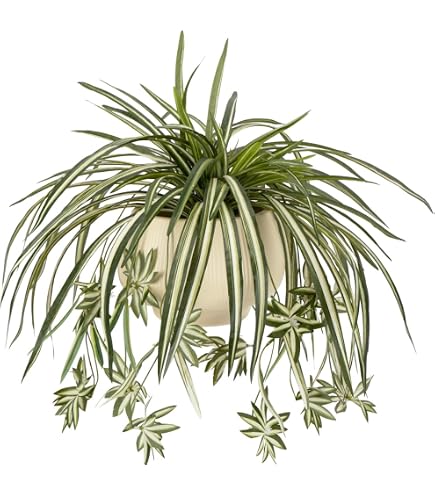 Amazon.de: Knstliche Zimmerpflanze Grnlilie 38x60x60cm Chlorophytum  Comosum Wasserlilie Spinnenpflanze Spinnenlilie Hngepflanze Kunstpflanze  Hngend Plastikpflanze Unechte Deko Seidenpflanze Seidenblume