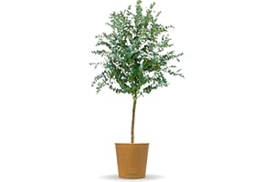 Bloomify® Eukalyptus Stamm "Eugenia" | 60 bis 90 cm große winterharte Eukalyptus Pflanze | pflegeleichte, echte Eucalyptus Pflanze für Balkon, Terasse oder Garten | herrlicher Duft