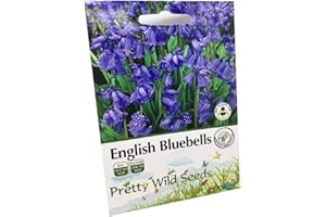 PRETTY WILD SEEDS Bluebell - Hyacinthoides Non-scripta - Native English Seeds.- 200 Bluebell Seeds