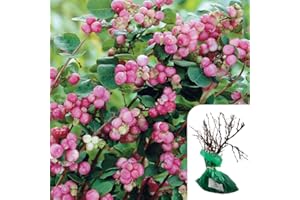 HARRINGTONS ROSES 1 x Rosa Symphoricarpos Chenaultii – Coralberry Shrub Rose, RHS Award, White Flowers & Berries, Pollinator-Friendly, Ideal for Hedges & Borders - When Only The Best Will Do - Top Grade “A” Roses