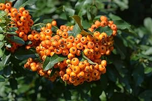 Piracanta arancione "Pyracantha coccinea Orange Glow" Agazzino, Pianta da siepe sempreverde in Vaso ø9 cm h. 70/100 cm Pianta vera da esterno Vivaio di Castelletto