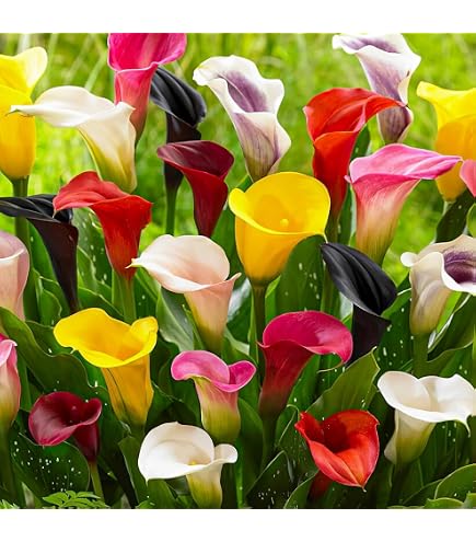 50 Graines Hoya Carnosa - Fleur Rose Rouge - Pour Pot Ou Jardin