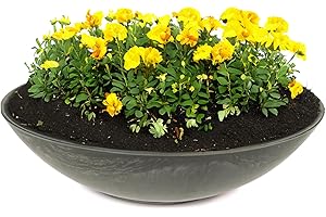 matches21 HOME & HOBBY Cuenco para plantas resistente a la intemperie para uso en exteriores en 35 cm, mármol negro como cuenco de flores, cuenco decorativo