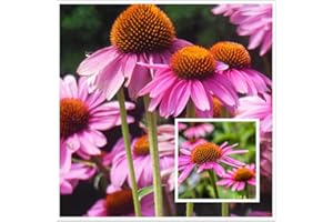 hua xian zi Echinacea Purple Echinacea Flower Seeds - 2000 Samen