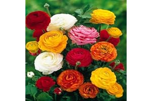Bolly Bulbs® - Ranunculus (12 Bulbs, Mixed Colours)