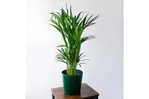 Palmera Areca Chrysalidocarpus Lutescens Natural Planta de Interior para Decoración de Hogar