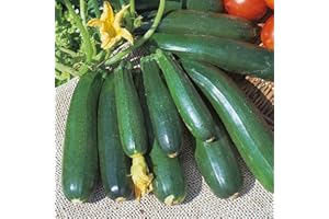 PRETTY WILD SEEDS Vegetable Seeds 60+ Varieties Carrot Pumpkin Cabbage Pea Tomato SWEETCORN Bean Turnip Swde Brussel Onion Cauliflower Fennel Beetroot Herbs (Courgette Jiganol Approx. 10 Seeds)