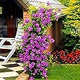 Ncient 200 Semi Sementi di Rose Rampicanti Climbing Rose Fiori Rari Semi Profumati Fiori Piante per Orto Giardino Balcone Int