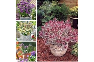 Meredith Nurseries 4 Mixed Large Hebe Plants Evergreen Garden Shrubs Colourful 2ltr
