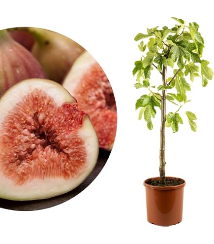 Meine Orangerie Feigenbaum Panach - Ficus carica "Variegata" - panachierte  Feige mit grn-gelb gestreiften Frchten - winterharter Feigenbaum in  Grtnerqualitt - ideal fr Kbel, Balkon & Garten : Amazon.de: Garten