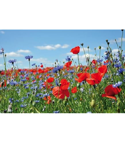 Blumenwiese - Blumen, Wiese, Mohnblumen, Malerei Von Elle