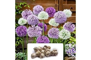 BOTANICAL BLISS Pack of 15 Allium Elegant Bulbs – Perennial Spring Flowers – Majestic Violet and Purple Blooms – Cultivated for UK Climate Conditions