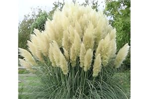 Stauden Gänge 1 x Cortaderia selloana 'White' im 1 Liter Topf (Ziergras/Gräser/Winterhart/Mehrjährig/Immergrün) Weißes Pampasgras - Majestätische, schneeweiße Federn für Ihren Garten