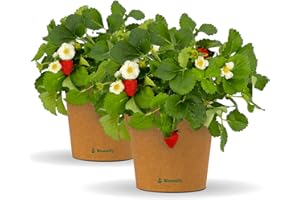 Bloomify® Strawberry Plant "Enno" | Adult 30 to 50 cm High Yielding Strawberry | Hardy and Perennial Strawberry Plant for Garden, Balcony and Pot | Especially Sweet Fruits