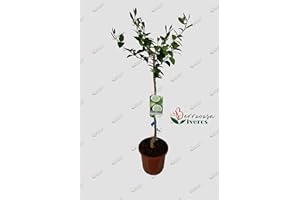 VIVEROS LA BERROCOSA Arbol de Lima en maceta. Altura 1 m. aprox. Planta Lima bears Frutal árbol