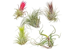 WJKWY-Q 5 Stück tillandsien set pflanzen samen luftpflanzen hängend tilansienpflanze - Seltene Pflanzenserie - mix plant pflanzenkübel exotische winterhart seed best of luftreinigende zimmerpflanzen