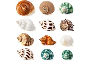 SKOOLOVE 12PCS Hermit Crab Shells, Natural Sea Conch Size 4-8cm, Growth Turbo for Small to Medium and Large Crabs, Saltwater Hermit Crab Supplies and Sea Shell for Beach Decor