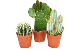 exotenherz - 3 cactus plus gros différents dans un ensemble, pot de 12cm, env. 15-28cm de haut