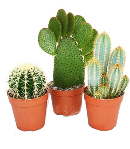 Pianta Grasse Cactus Cereus Floridianus (Dito Verde) In Vaso 5,5 Cm - Exotenherz - 5