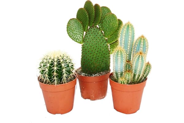 exotenherz - 3 cactus plus gros différents dans un ensemble, pot de 12cm, env. 15-28cm de haut