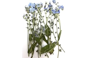 HANDI-KAFU 12 Stück Blau Vergissmeinnicht mit Stiel Echte natürliche getrocknete gepresste Blumen für Harz Kunst Handwerk DIY