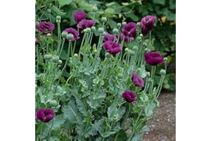 PAGANO DOMENICO E FIGLI SEMENTI DAL 1954 PAPAVERO LILLO NR.50 SEMI