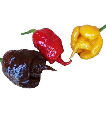 Orto Vegetale. Peperoni O Peperoni A Campana : Capsicum Annuum. Peperoni In Serra Fotografia - Foto 5