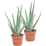 2x Aloe Vera Pflanze | Zwei Echte Aloe | Sukkulenten Heilpflanze | Deko Pflanzen | Lieferhöhe 40-45 cm | Topf -Ø 12 cm