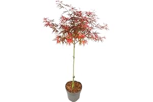 Plant in a Box - Acer palmatum 'Shaina' - Arce japonés Hardy - Hojas rojas - Maceta 19cm - Altura 80-90cm