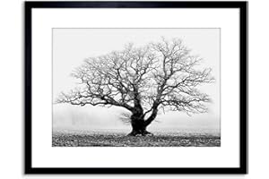 Wee Blue Coo Oak Tree B&W Mist Fog Photo Framed Wall Art Print
