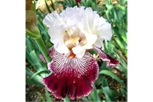 CFGRDEW Los bulbos de iris son plantas resistentes al frío aptas para plantar en el jardín, son sencillas de plantar y muy ornamentales.-4bulbos-C