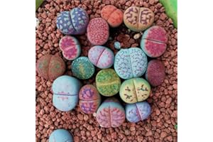 kiskick Semillas de Lithops mixtas, 100 piezas Semillas de Lithops mixtas Piedras vivas Planta suculenta Bonsai Decoración de jardín Semillas de Lithops