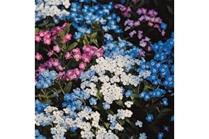 NANNYS GARDEN 1000/Seeds Forget Me Not Seeds Myosotis alpestris Mixed Grow Pink, Blue & White Flowers