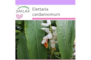SAFLAX - Cardamomo - 20 semi - Elettaria cardamomum