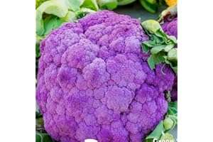 HAPPY GREEN SHOP Purple Cauliflower Di Sicilia Violetto 50 Seeds + Plant tag + Freebie - Extremely Cold Hardy
