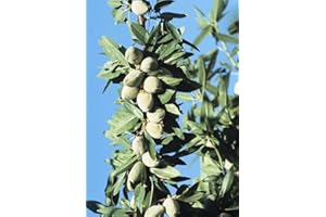 VEG SRLS Pianta vera da frutto ALBERO DI MANDORLO SIMILE -PRUNUS DULCIS- MEDITERRANEO 'FILIPPO CEO' A RADICE NUDA - 1 METRO