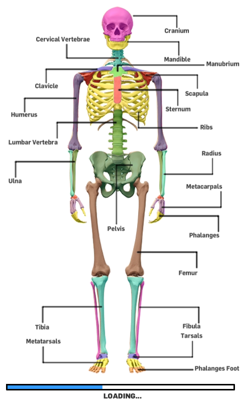 SKELETAL ANATOMY GAME: Amazon.co.uk: Appstore for Android