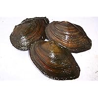 NatureHolic Teichmuschel Set - Natürlicher Algenkiller Für Kristallklares Teichwasser