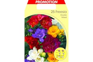 PRGA BULBI PRIMAVERILI FREESIA DOUBLE MIX CONFEZIONE DA 25 BULBI BULBS BULBES